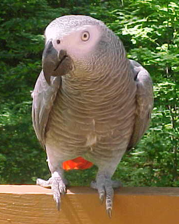 ces moi pwic-pwic
